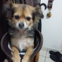 Chihuahua, Köpek  Kraker fotoğrafı