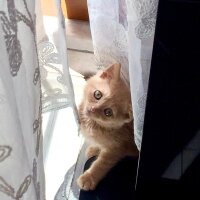 British Shorthair, Kedi  Venüs fotoğrafı