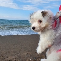 Maltese, Köpek  rosie fotoğrafı