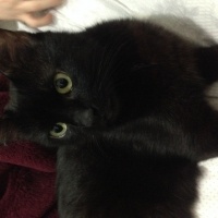 Bombay, Kedi  Gudu fotoğrafı