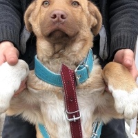 Alman Çoban Köpeği, Köpek  Mila fotoğrafı