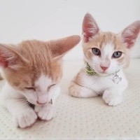 Tekir Kedi, Kedi  cesur fotoğrafı