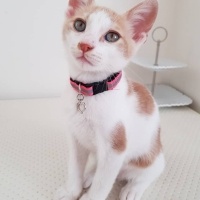 Tekir Kedi, Kedi  cesur fotoğrafı