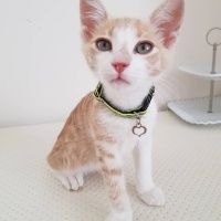 Tekir Kedi, Kedi  cesur fotoğrafı