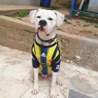 Dogo Arjantin, Köpek  Pablo fotoğrafı