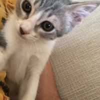 Tekir Kedi, Kedi  Adar fotoğrafı