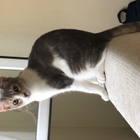 Tekir Kedi, Kedi  Adar fotoğrafı