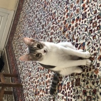 Tekir Kedi, Kedi  Adar fotoğrafı