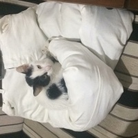 Tekir Kedi, Kedi  Sisu fotoğrafı