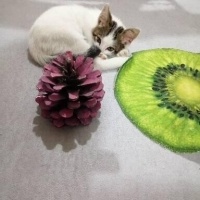 Tekir Kedi, Kedi  YUMİ fotoğrafı