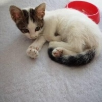 Tekir Kedi, Kedi  YUMİ fotoğrafı