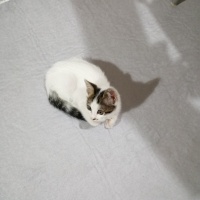 Tekir Kedi, Kedi  YUMİ fotoğrafı