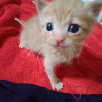 Sarman, Kedi  yoda fotoğrafı