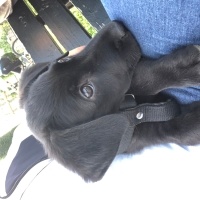 Labrador Retriever, Köpek  Labrador Retriever 3 Aylık fotoğrafı