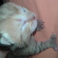 Scottish Fold, Kedi  paşa fotoğrafı
