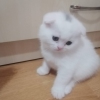 Scottish Fold, Kedi  Karamal ve pamuk fotoğrafı