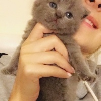 Scottish Fold, Kedi  Pört fotoğrafı