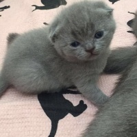Scottish Fold, Kedi  Pört fotoğrafı