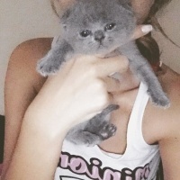 Scottish Fold, Kedi  Pört fotoğrafı