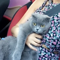 Scottish Fold, Kedi  Pört fotoğrafı