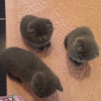 Scottish Fold, Kedi  Pört fotoğrafı