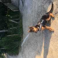 Alman Çoban Köpeği, Köpek  Reina fotoğrafı