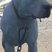 Dogo Arjantin, Köpek  Adını siz koymak istermisiniz fotoğrafı