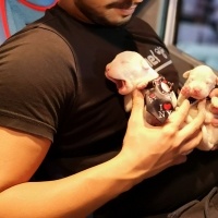 Dogo Arjantin, Köpek  Adını siz koymak istermisiniz fotoğrafı