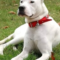Dogo Arjantin, Köpek  Adını siz koymak istermisiniz fotoğrafı
