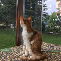 Sarman, Kedi  rambo sultan fotoğrafı