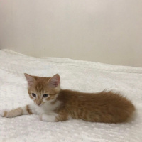 Sarman, Kedi  rambo sultan fotoğrafı