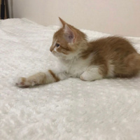 Sarman, Kedi  rambo sultan fotoğrafı