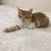 Sarman, Kedi  rambo sultan fotoğrafı