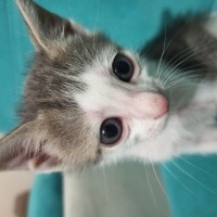Tekir Kedi, Kedi  Mia fotoğrafı