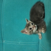 Tekir Kedi, Kedi  Duman fotoğrafı