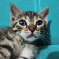 Tekir Kedi, Kedi  Dark fotoğrafı