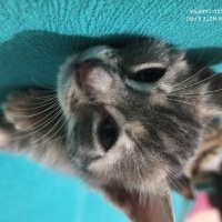 Tekir Kedi, Kedi  Bulut fotoğrafı