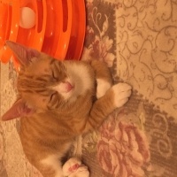 Tekir Kedi, Kedi  Naci fotoğrafı
