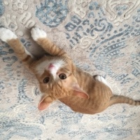 Tekir Kedi, Kedi  Naci fotoğrafı
