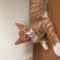 Tekir Kedi, Kedi  Naci fotoğrafı