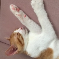 Tekir Kedi, Kedi  Tarçın fotoğrafı
