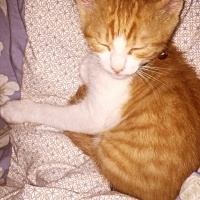 Tekir Kedi, Kedi  Tarçın fotoğrafı