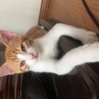 Tekir Kedi, Kedi  Tarçın fotoğrafı