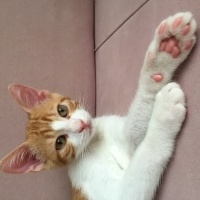 Tekir Kedi, Kedi  Tarçın fotoğrafı