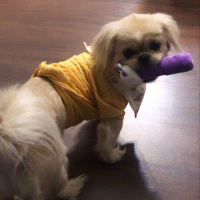 Pekingese, Köpek  Köpük fotoğrafı