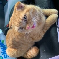 Scottish Fold, Kedi  Lokum fotoğrafı