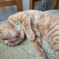 Scottish Fold, Kedi  Lokum fotoğrafı