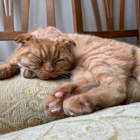 Scottish Fold, Kedi  Lokum fotoğrafı