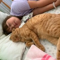 Scottish Fold, Kedi  Lokum fotoğrafı