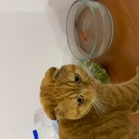 Scottish Fold, Kedi  Lokum fotoğrafı